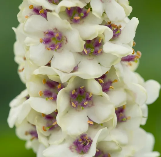 Verbascum Chaixii 'Album', White Nettle-Leaved Mullein, Verbascum Chaixii var. Album, White flowers, Architectural plants, Vertical Plants, Deer Tolerant perennials,