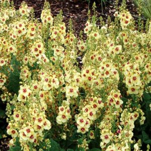 Verbascum 'Dark Eyes', Dark Eyes Mullein, Yellow flowers, Architectural plants, Vertical Plants, Deer Tolerant perennials,