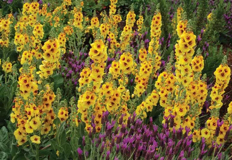 Verbascum 'Gold Nugget', Gold Nugget Mullein, Yellow flowers,  Architectural plants, Vertical Plants, Deer Tolerant perennials,
