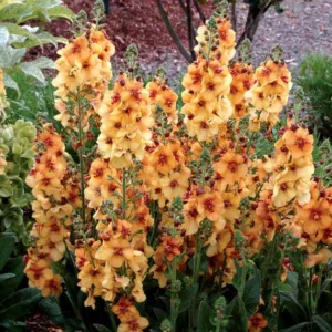Verbascum 'Honey Dijon', Honey Dijon Mullein, Orange flowers, Yellow flowers,  Architectural plants, Vertical Plants, Deer Tolerant perennials,