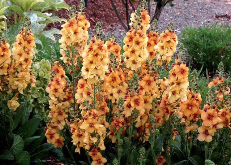 Verbascum 'Honey Dijon', Honey Dijon Mullein, Orange flowers, Yellow flowers,  Architectural plants, Vertical Plants, Deer Tolerant perennials,