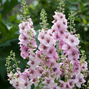 Verbascum 'Jackie in Pink', Jackie in Pink Mullein, Pink flowers, Architectural plants, Vertical Plants, Deer Tolerant perennials,