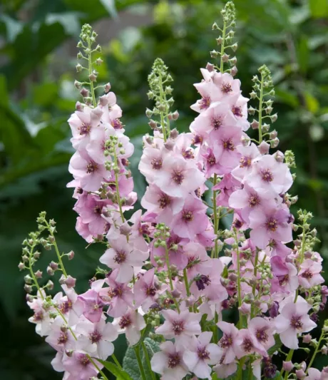 Verbascum 'Jackie in Pink', Jackie in Pink Mullein, Pink flowers, Architectural plants, Vertical Plants, Deer Tolerant perennials,