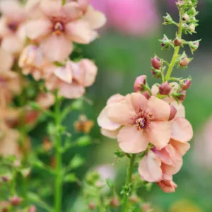 Verbascum 'Jackie', 'Jackie' Mullein, Verbascum 'Jacky', cream flowers, Orange flowers, Yellow flowers, Architectural plants, Vertical Plants, Deer Tolerant perennials,