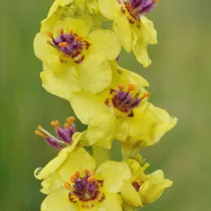 Verbascum nigrum, Dark Mullein, Black-Rooted Mullein, Tall Mullein, Yellow flowers, Architectural plants, Vertical Plants, Deer Tolerant perennials,Olympic Mullein