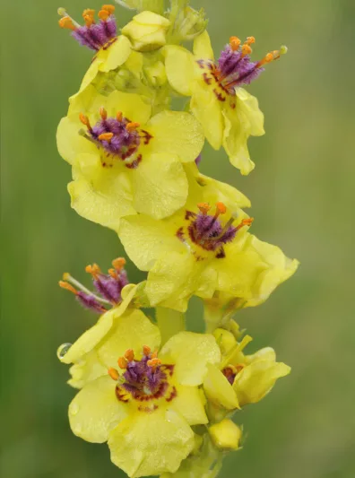 Verbascum nigrum, Dark Mullein, Black-Rooted Mullein, Tall Mullein, Yellow flowers, Architectural plants, Vertical Plants, Deer Tolerant perennials,Olympic Mullein