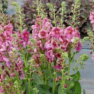 Verbascum 'Plum Smokey', Plum Smokey Mullein, Purple flowers, Architectural plants, Vertical Plants, Deer Tolerant perennials,