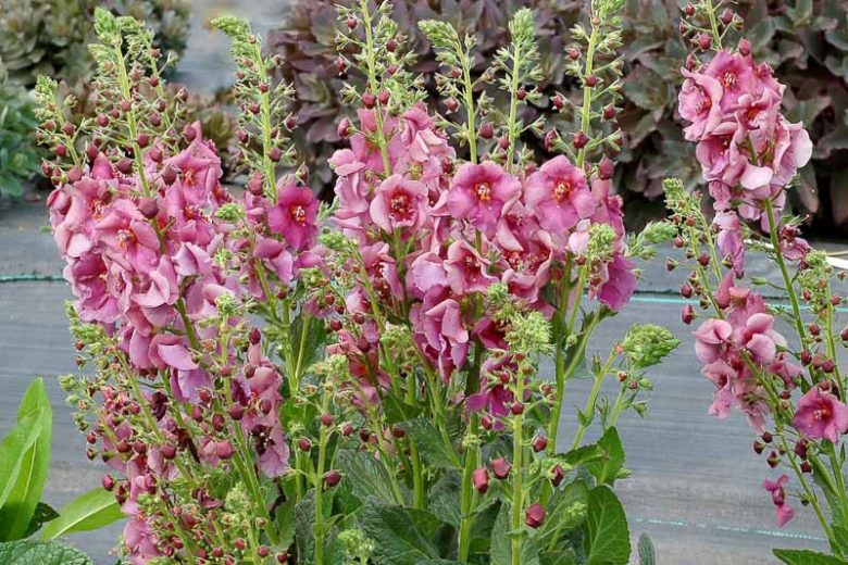 Verbascum 'Plum Smokey', Plum Smokey Mullein, Purple flowers, Architectural plants, Vertical Plants, Deer Tolerant perennials,