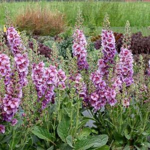 Verbascum 'Sugar Plum', Sugar Plum Mullein, Purple flowers, Architectural plants, Vertical Plants, Deer Tolerant perennials,