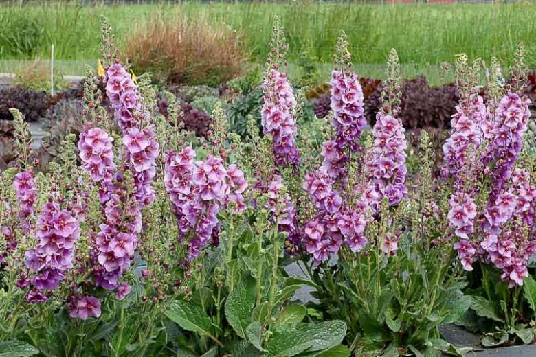 Verbascum 'Sugar Plum', Sugar Plum Mullein, Purple flowers, Architectural plants, Vertical Plants, Deer Tolerant perennials,