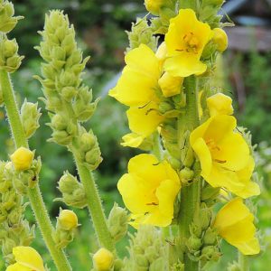 Verbascum thapsus,Great Mullein, Aaron's Rod, Adam's Flannel, Beggar's Blanket, Blanket Leaf, Bullock's Lungwort, Candlewick, Yellow flowers, Architectural plants, Vertical Plants, Deer Tolerant perennials,