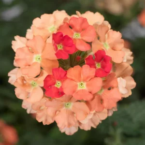 Verbena 'Lanai Peach', Trailing Verbena 'Lanai Peach', Glandularia 'Lanai Peach', Verbena 'Lan Peachy', Lanai Series, Peach verbena, Drought tolerant plants