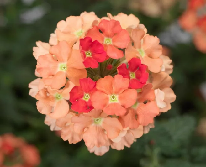 Verbena 'Lanai Peach', Trailing Verbena 'Lanai Peach', Glandularia 'Lanai Peach', Verbena 'Lan Peachy', Lanai Series, Peach verbena, Drought tolerant plants