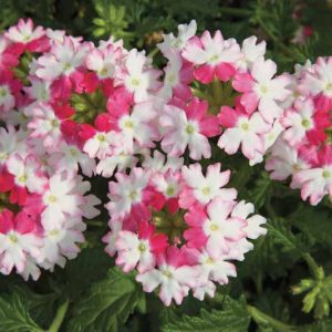 Verbena 'Lanai Twister Pink', Trailing Verbena 'Lanai Twister Pink', Glandularia 'Lanai Twister Pink', Verbena 'Flagdena', Lanai Series, Pink verbena, Drought tolerant plants