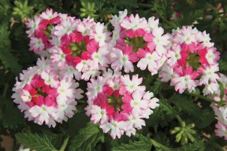 Verbena 'Lanai Twister Pink', Trailing Verbena 'Lanai Twister Pink', Glandularia 'Lanai Twister Pink', Verbena 'Flagdena', Lanai Series, Pink verbena, Drought tolerant plants