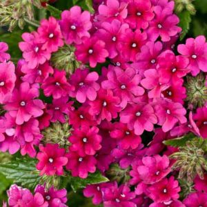 Verbena 'Superbena Burgundy', Trailing Verbena 'Superbena Burgundy', Glandularia 'Superbena Burgundy', Verbena 'Usbenal5', Superbena Series, purple verbena, Drought tolerant plants