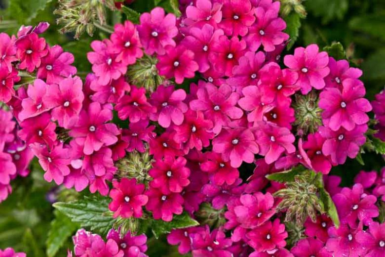Verbena 'Superbena Burgundy', Trailing Verbena 'Superbena Burgundy', Glandularia 'Superbena Burgundy', Verbena 'Usbenal5', Superbena Series, purple verbena, Drought tolerant plants