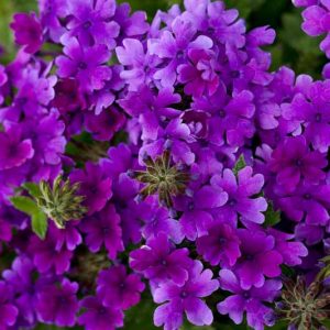 Verbena 'Superbena Dark Blue', Trailing Verbena 'Superbena Dark Blue', Glandularia 'Superbena Dark Blue', Verbena 'Usbenal8', Superbena Series,Blue verbena, Drought tolerant plants