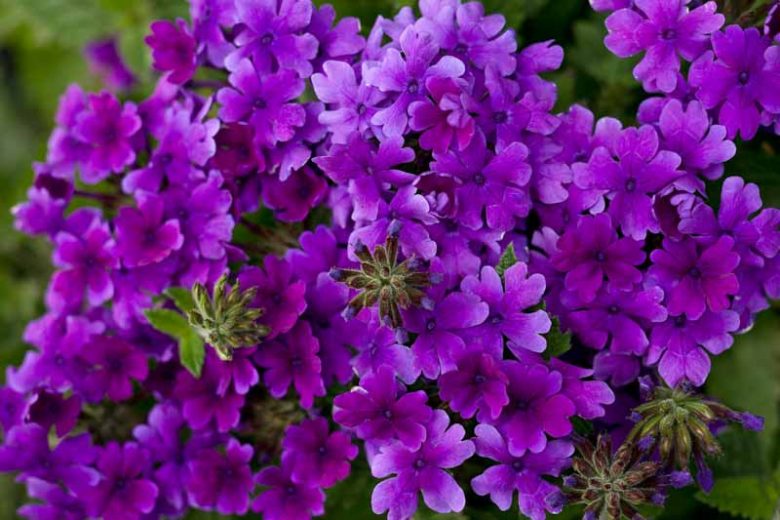 Verbena 'Superbena Dark Blue', Trailing Verbena 'Superbena Dark Blue', Glandularia 'Superbena Dark Blue', Verbena 'Usbenal8', Superbena Series,Blue verbena, Drought tolerant plants