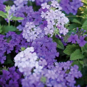 Verbena 'Superbena Large Lilac Blue', Trailing Verbena 'Superbena Large Lilac Blue', Glandularia 'Superbena Large Lilac Blue', Verbena 'Usbenal11', Superbena Series, Blue verbena, Drought tolerant plants