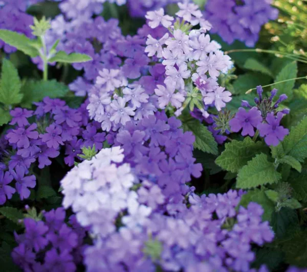 Verbena 'Superbena Large Lilac Blue', Trailing Verbena 'Superbena Large Lilac Blue', Glandularia 'Superbena Large Lilac Blue', Verbena 'Usbenal11', Superbena Series, Blue verbena, Drought tolerant plants