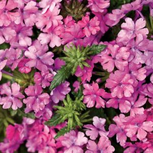 Verbena 'Superbena Pink Shades', Trailing Verbena 'Superbena Pink Shades', Glandularia 'Superbena Pink Shades', Verbena 'Usbenal20', Superbena Series,Pink verbena, Drought tolerant plants