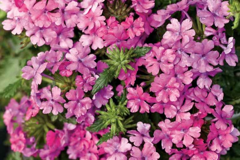Verbena 'Superbena Pink Shades', Trailing Verbena 'Superbena Pink Shades', Glandularia 'Superbena Pink Shades', Verbena 'Usbenal20', Superbena Series,Pink verbena, Drought tolerant plants