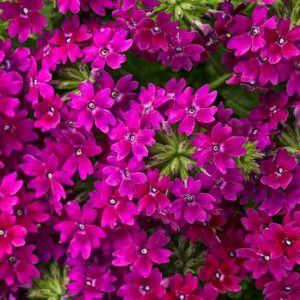 Verbena 'Superbena Royale Plum Wine', Trailing Verbena 'Superbena Royale Plum Wine', Glandularia 'Superbena Royale Plum Wine', Verbena 'RIKAV14704', Superbena Series,Purple verbena, Drought tolerant plants