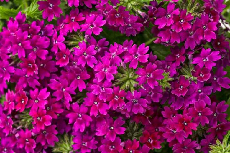 Verbena 'Superbena Royale Plum Wine', Trailing Verbena 'Superbena Royale Plum Wine', Glandularia 'Superbena Royale Plum Wine', Verbena 'RIKAV14704', Superbena Series,Purple verbena, Drought tolerant plants