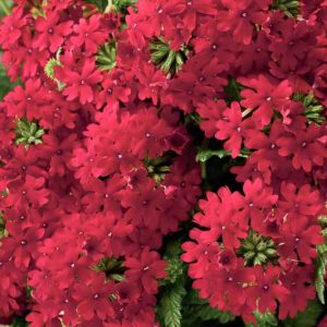 Verbena 'Superbena Royale Red', Trailing Verbena 'Superbena Royale Red', Glandularia 'Superbena Royale Red', Verbena 'AKIV5-4', Superbena Series,Red verbena, Drought tolerant plants