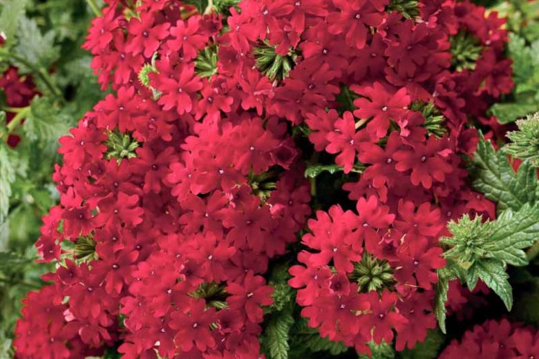 Verbena 'Superbena Royale Red', Trailing Verbena 'Superbena Royale Red', Glandularia 'Superbena Royale Red', Verbena 'AKIV5-4', Superbena Series,Red verbena, Drought tolerant plants