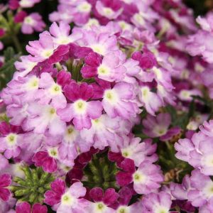 Verbena 'Superbena Sparkling Amethyst', Trailing Verbena 'Superbena Sparkling Amethyst', Glandularia 'Superbena Sparkling Amethyst', Verbena 'VEAZ0019', Superbena Series,Lavender verbena, Drought tolerant plants
