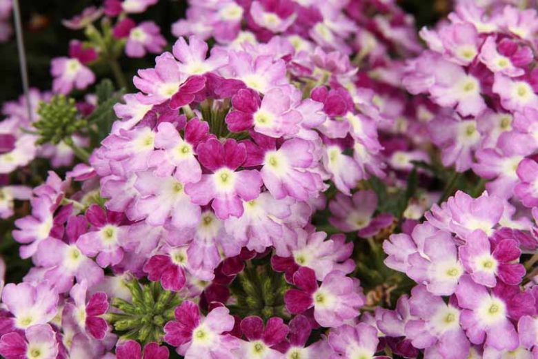 Verbena 'Superbena Sparkling Amethyst', Trailing Verbena 'Superbena Sparkling Amethyst', Glandularia 'Superbena Sparkling Amethyst', Verbena 'VEAZ0019', Superbena Series,Lavender verbena, Drought tolerant plants