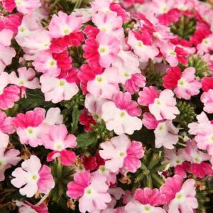 Verbena 'Superbena Sparkling Ruby', Trailing Verbena 'Superbena Sparkling Ruby', Glandularia 'Superbena Sparkling Ruby', Verbena 'VEAZ0021', Superbena Series,Red verbena, Drought tolerant plants