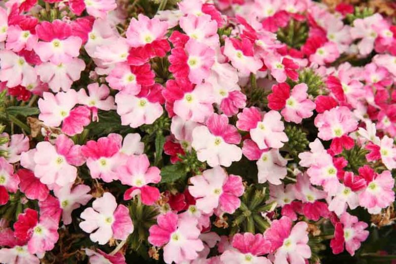 Verbena 'Superbena Sparkling Ruby', Trailing Verbena 'Superbena Sparkling Ruby', Glandularia 'Superbena Sparkling Ruby', Verbena 'VEAZ0021', Superbena Series,Red verbena, Drought tolerant plants