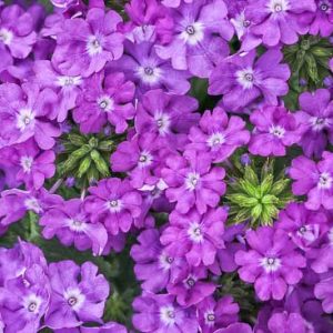 Verbena 'Superbena Violet Ice', Trailing Verbena 'Superbena Violet Ice', Glandularia 'Superbena Violet Ice', Verbena 'RIKAV18302', Superbena Series,Blue verbena, Drought tolerant plants