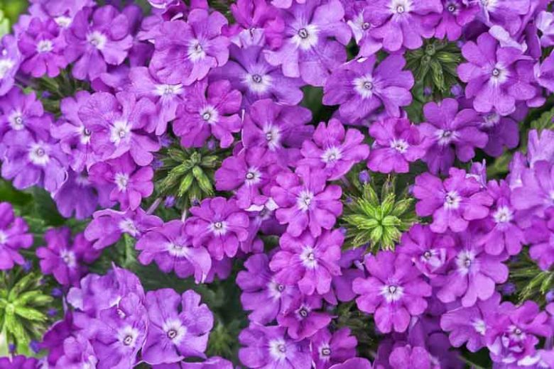 Verbena 'Superbena Violet Ice', Trailing Verbena 'Superbena Violet Ice', Glandularia 'Superbena Violet Ice', Verbena 'RIKAV18302', Superbena Series,Blue verbena, Drought tolerant plants