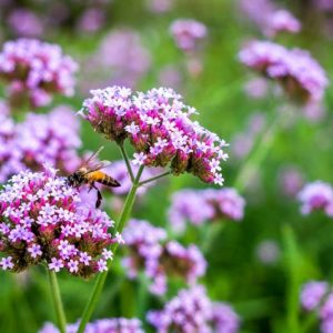 Verbena bonariensis 'Lollipop', Purple Top 'Lollipop', Brazilian Verbena 'Lollipop', Upright Verbena 'Lollipop', Argentinian Vervain 'Lollipop', South American Vervain 'Lollipop', Purple flowers, Drought Tolerant plant