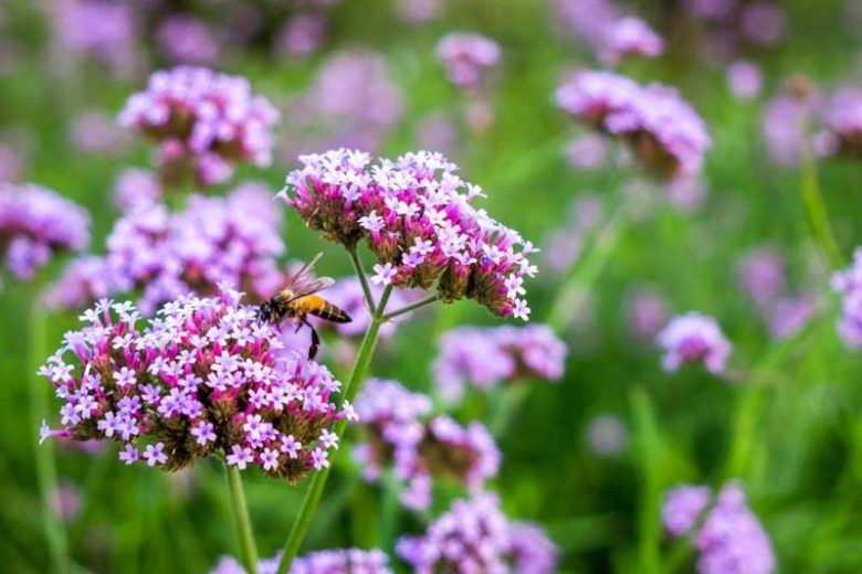 Verbena bonariensis 'Lollipop', Purple Top 'Lollipop', Brazilian Verbena 'Lollipop', Upright Verbena 'Lollipop', Argentinian Vervain 'Lollipop', South American Vervain 'Lollipop', Purple flowers, Drought Tolerant plant