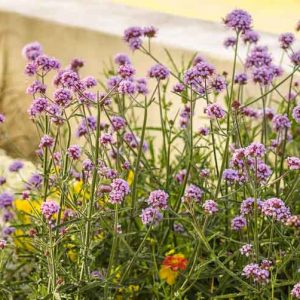 Verbena bonariensis 'Meteor Shower', Purple Top 'Meteor Shower', Brazilian Verbena 'Meteor Shower', Upright Verbena 'Meteor Shower', Argentinian Vervain 'Meteor Shower', South American Vervain 'Meteor Shower', Purple flowers, Drought Tolerant plant