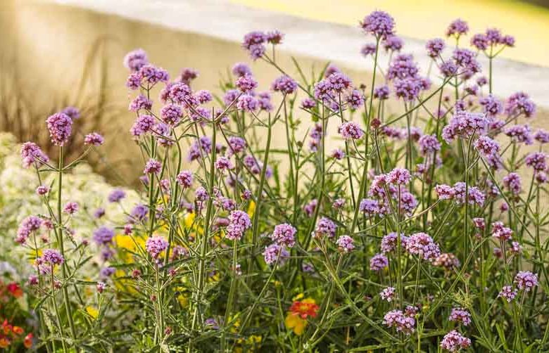 Verbena bonariensis 'Meteor Shower', Purple Top 'Meteor Shower', Brazilian Verbena 'Meteor Shower', Upright Verbena 'Meteor Shower', Argentinian Vervain 'Meteor Shower', South American Vervain 'Meteor Shower', Purple flowers, Drought Tolerant plant