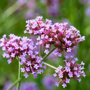 Verbena Bonariensis, Tall Verbena, Purpletop Vervain, Brazilian Verbena, Upright Verbena, Purple summer flowers, Drought Tolerant plant, purple flowers
