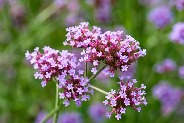 Verbena Bonariensis, Tall Verbena, Purpletop Vervain, Brazilian Verbena, Upright Verbena, Purple summer flowers, Drought Tolerant plant, purple flowers