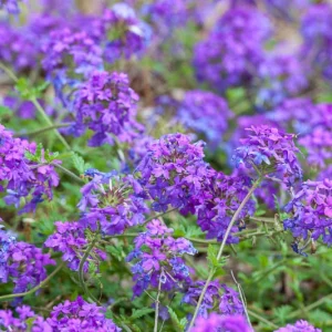 Homestead Purple Verbena, Verbena canadensis Homestead Purple, trailing verbena Homestead Purple, purple verbena, Drought tolerant plants, Heat Tolerant plants