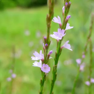 Verbena halei, Texas Vervain, Slender Verbena, Texas Verbena, Slender Vervain, Verbena officinalis subsp. halei, Purple summer flowers, Drought Tolerant plant