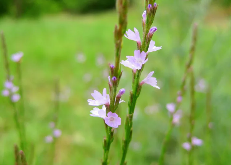 Verbena halei, Texas Vervain, Slender Verbena, Texas Verbena, Slender Vervain, Verbena officinalis subsp. halei, Purple summer flowers, Drought Tolerant plant