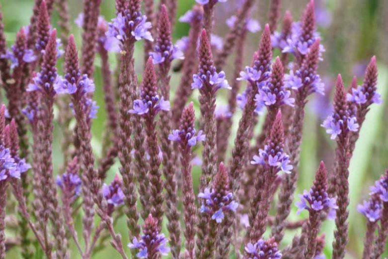 Verbena hastata, American Blue Vervain, American Simpler's Joy, Blue Vervain, Ironweed, Wild Hyssop, Purple summer flowers, Drought Tolerant plant