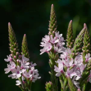 Verbena hastata f. rosea, APink-Flowered Blue Vervain, Verbena hastata 'Rosea', Pink summer flowers, Drought Tolerant plant