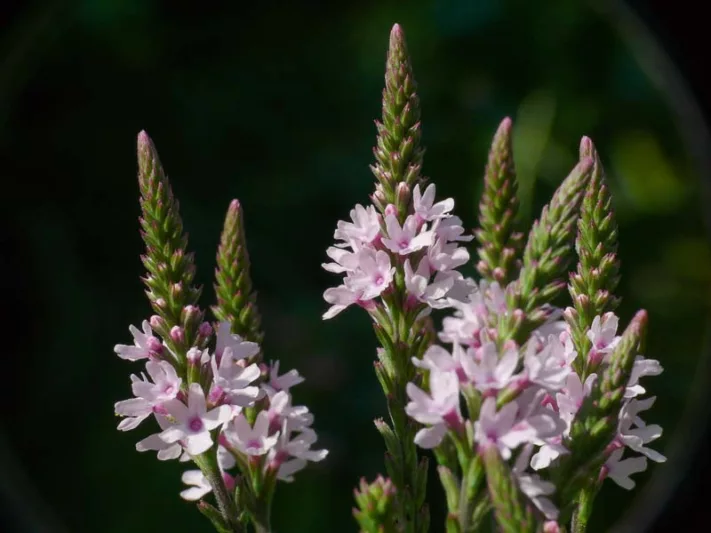 Verbena hastata f. rosea, APink-Flowered Blue Vervain, Verbena hastata 'Rosea', Pink summer flowers, Drought Tolerant plant