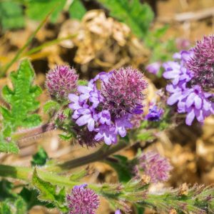 Verbena lasiostachys, Western Vervain, Western Verbena, Verbena prostrata, Verbena robusta, Purple summer flowers, Drought Tolerant plant, California Native Plants